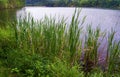 Cattail Reeds at Douthat Lake State Park Royalty Free Stock Photo