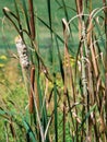 Cattail reeds grass growing in nature in a field of green near the water in the summer creating a beautiful landscape of plants