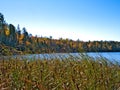 Cattail reeds on the shore of of a beautiful lake in Minnesota in autumn