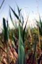 Cattail reeds surround a beautiful lake