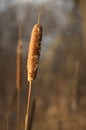 Cattail