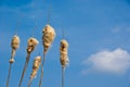 Cattail Seed Heads Royalty Free Stock Photo