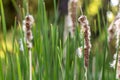 Cattail seed heads