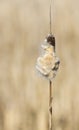 Cattail seed