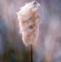 Cattail with Seeds Exploding in Early Spring