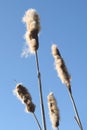 Cattail seeds