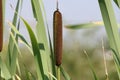 Cattail Typha latifolia