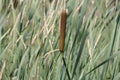 Cattail Typha latifolia