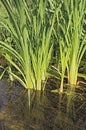 Cattail stalks in clear water Royalty Free Stock Photo