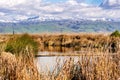 Cattail and tule reeds growing on the shorelines of a creek in south San Francisco bay; Green hills and snow covered mountains Royalty Free Stock Photo