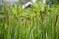 Cattail (Typha angustifolia) in countryside