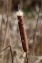 Cattail or Typha or Bulrush aquatic rhizomatous herbaceous perennial plant with dense dark brown raceme on dried autumn leaves