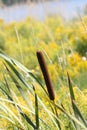 Cattail (Typha)