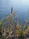 Cattail Typha characterized by its cigar-like flowers growing on the lake shore