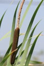 Cattail Typha latifolia