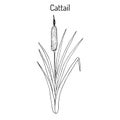 Cattail Typha latifolia , or common bulrush, great reedmace, wetland plant