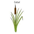 Cattail Typha latifolia , or common bulrush, great reedmace, wetland plant