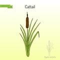 Cattail Typha latifolia , wetland plant