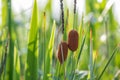 Cattail,Typha orientalis Presl