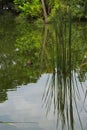 Cattail water plants reflecting on the surface of a pond in Thailand. Royalty Free Stock Photo