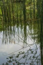 Cattail water plants reflecting on the surface of a pond in Thailand. Royalty Free Stock Photo