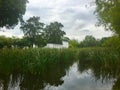 Cattail Water reeds in pound in a garden