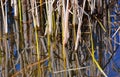 Cattail in water Royalty Free Stock Photo