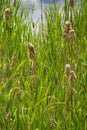 Cattail wetland