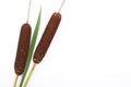 Cattails Royalty Free Stock Photo