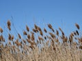 Cattails Royalty Free Stock Photo