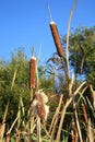 Cattails