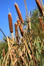 Cattails