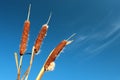 Cattails against blue sky background