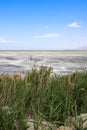 Cattails Along the Great Salt Lake