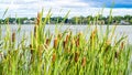 Cattails along the lakeshore Royalty Free Stock Photo