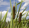 Cattails sedge swamp along cattail sedges waterway Royalty Free Stock Photo