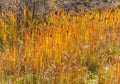 Cattails in Autumn Royalty Free Stock Photo