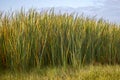 Cattails Background Royalty Free Stock Photo