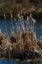 Cattails bulrush Typha latifolia beside river. Closeup of blooming cattails during early spring snowy background. Flowers and seed Royalty Free Stock Photo