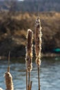 Cattails bulrush Typha latifolia beside river. Closeup of blooming cattails during early spring snowy background. Flowers and seed Royalty Free Stock Photo