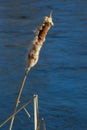 Cattails bulrush Typha latifolia beside river. Closeup of blooming cattails during early spring snowy background. Flowers and seed Royalty Free Stock Photo