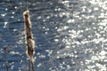 Cattails bulrush Typha latifolia beside river. Closeup of blooming cattails during early spring snowy background. Flowers and seed Royalty Free Stock Photo