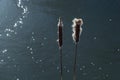 Cattails bulrush Typha latifolia beside river. Closeup of blooming cattails during early spring snowy background. Flowers and seed