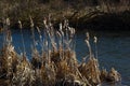 Cattails bulrush Typha latifolia beside river. Closeup of blooming cattails during early spring snowy background. Flowers and seed