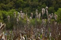 Cattails bulrush Typha latifolia beside river. Closeup of blooming cattails during early spring snowy background. Flowers and seed Royalty Free Stock Photo