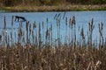 Cattails bulrush Typha latifolia beside river. Closeup of blooming cattails during early spring snowy background. Flowers and seed Royalty Free Stock Photo