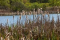 Cattails bulrush Typha latifolia beside river. Closeup of blooming cattails during early spring snowy background. Flowers and seed Royalty Free Stock Photo