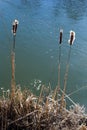 Cattails bulrush Typha latifolia beside river. Closeup of blooming cattails during early spring snowy background. Flowers and seed Royalty Free Stock Photo