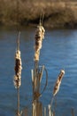 Cattails bulrush Typha latifolia beside river. Closeup of blooming cattails during early spring snowy background. Flowers and seed Royalty Free Stock Photo