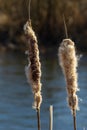 Cattails bulrush Typha latifolia beside river. Closeup of blooming cattails during early spring snowy background. Flowers and seed Royalty Free Stock Photo